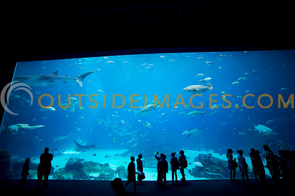 20110525_Georgia_Aquarium_0076