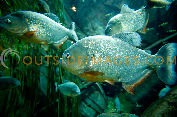 20110525_Georgia_Aquarium_0330