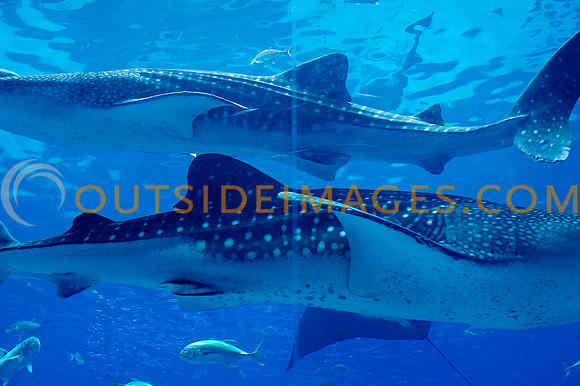 20110525_Georgia_Aquarium_0127