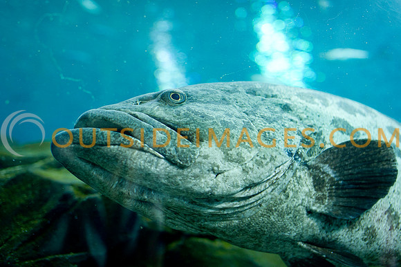 20110525_Georgia_Aquarium_0031