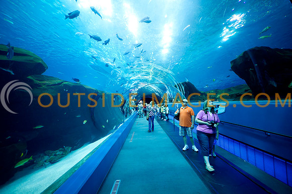 20110525_Georgia_Aquarium_0053