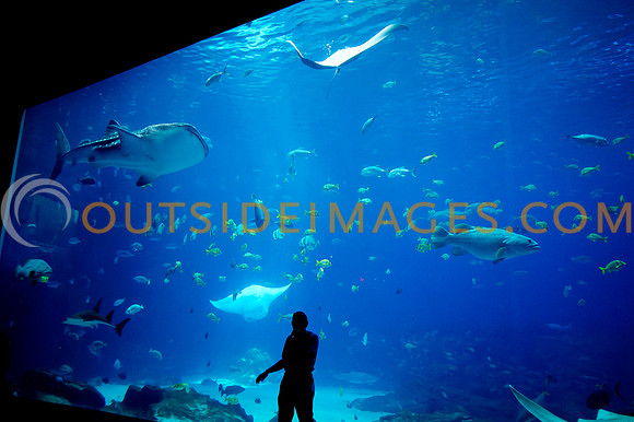 20110525_Georgia_Aquarium_0096