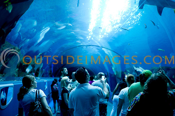 20110525_Georgia_Aquarium_0025