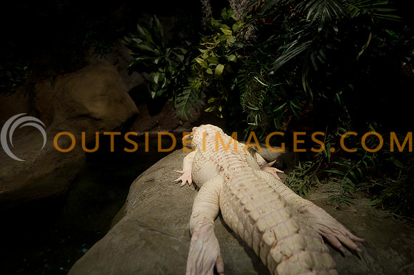 20110525_Georgia_Aquarium_0322