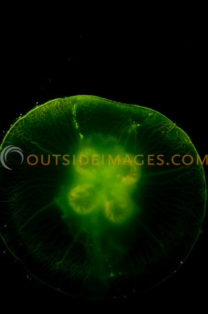 20110525_Georgia_Aquarium_0252