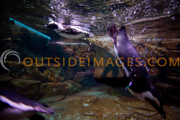 20110525_Georgia_Aquarium_0188