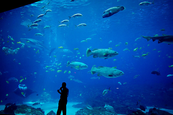 20110525_Georgia_Aquarium_0094