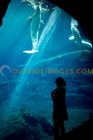 20110525_Georgia_Aquarium_0179