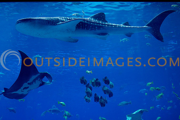 20110525_Georgia_Aquarium_0118