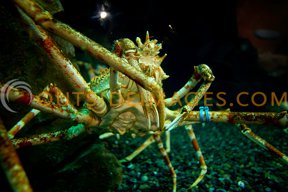 20110525_Georgia_Aquarium_0164
