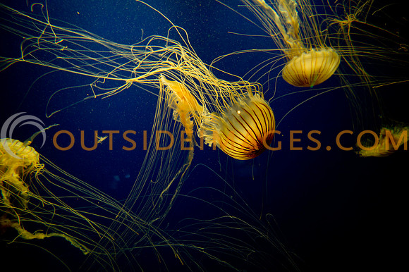 20110525_Georgia_Aquarium_0242