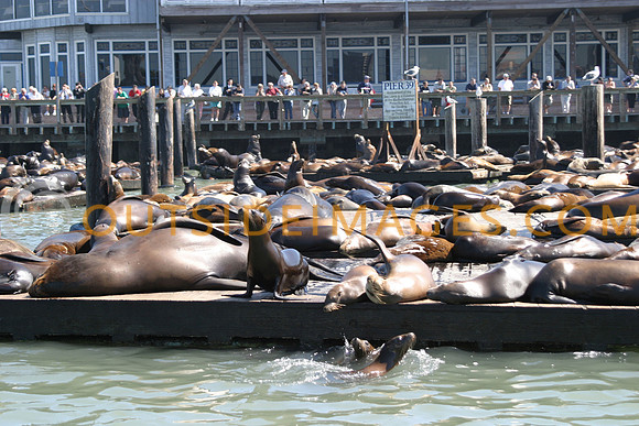 Pier39-seals