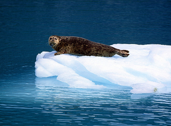 This image belongs to  © WWW.OUTSIDEIMAGES.CO.NZ
