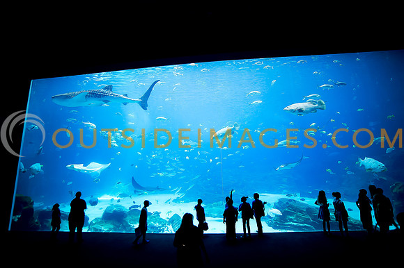 20110525_Georgia_Aquarium_0075