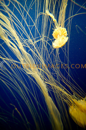 20110525_Georgia_Aquarium_0262