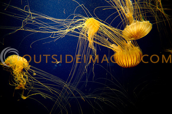 20110525_Georgia_Aquarium_0244