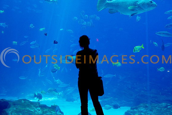 20110525_Georgia_Aquarium_0134