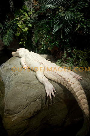 20110525_Georgia_Aquarium_0319