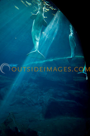 20110525_Georgia_Aquarium_0176