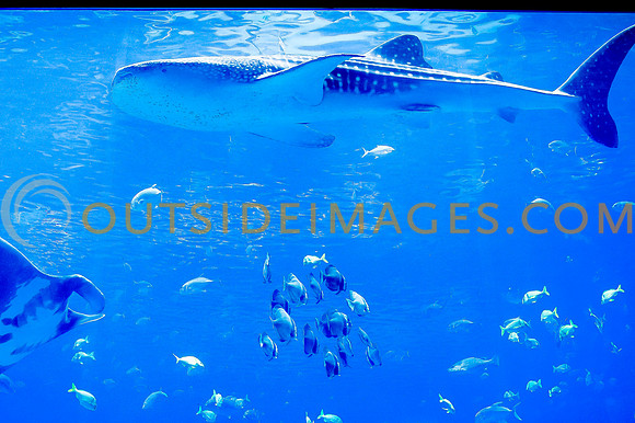 20110525_Georgia_Aquarium_0115