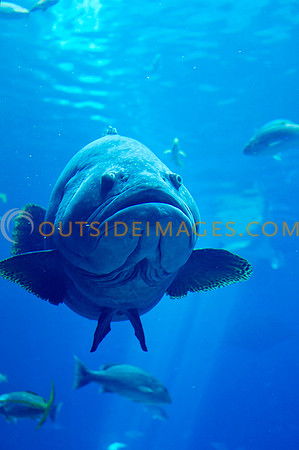20110525_Georgia_Aquarium_0137