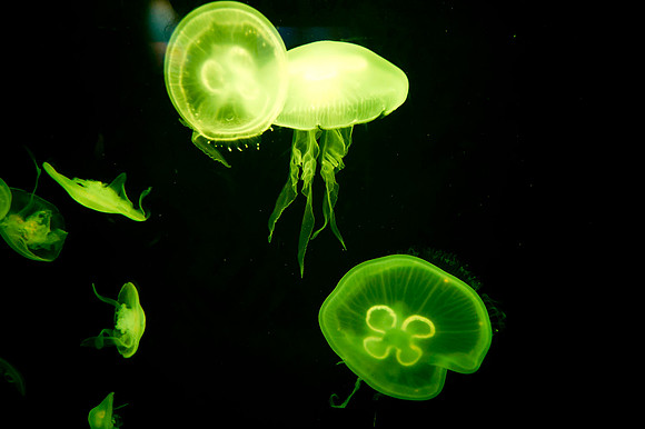 20110525_Georgia_Aquarium_0250