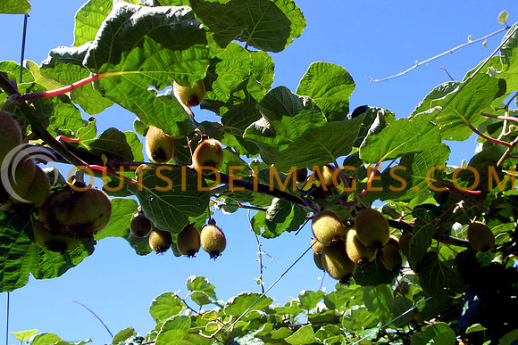 KiwiFruit-2