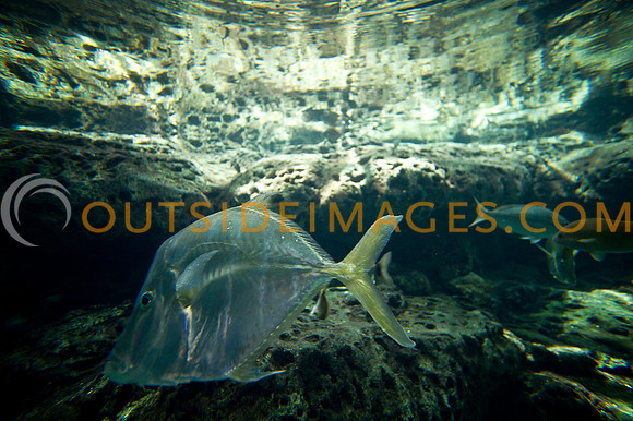 20110525_Georgia_Aquarium_0344